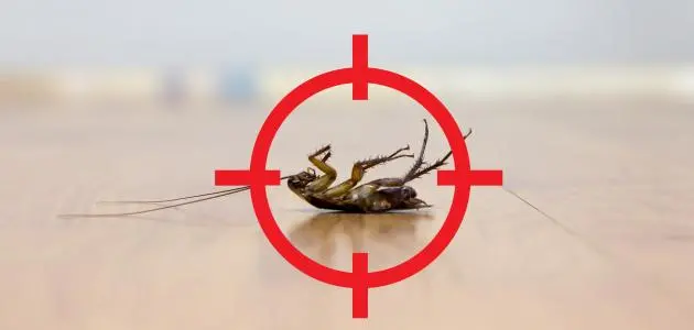 نصائح مكافحة الصراصير نهائيا