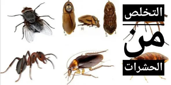 نصائح للتخلص من حشرات المنزل