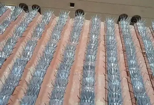 شركة طرد الحمام بالدمام شركة طرد الحمام بالدمام