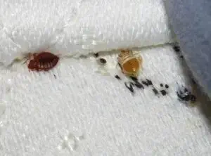 شركة مكافحة بق الفراش بالدمام شركة مكافحة بق الفراش بالدمام