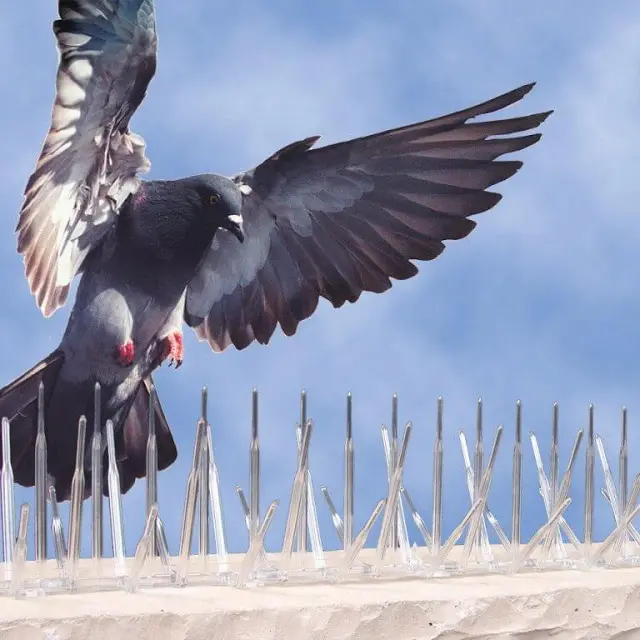 شركة مكافحة حمام بالدمام