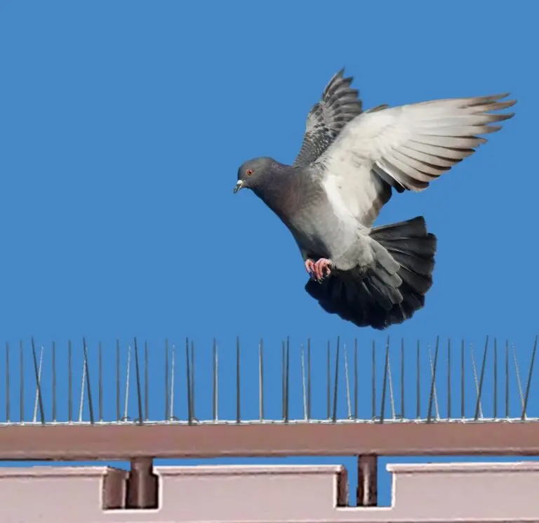 شركة مكافحة الحمام بالدمام