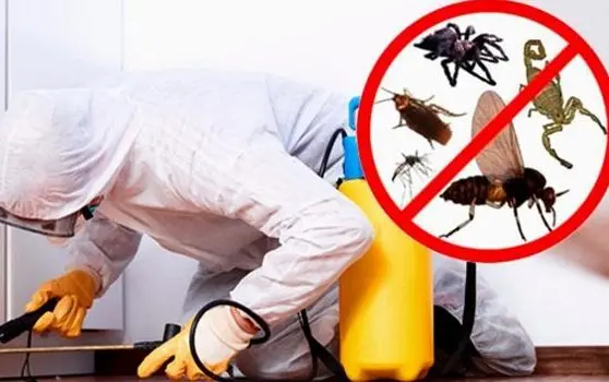 شركة ابادة الحشرات المنزلية بالدمام