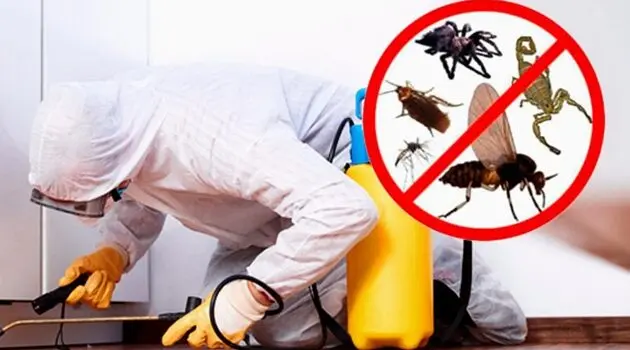 شركة مكافحة حشرات براس تنورة