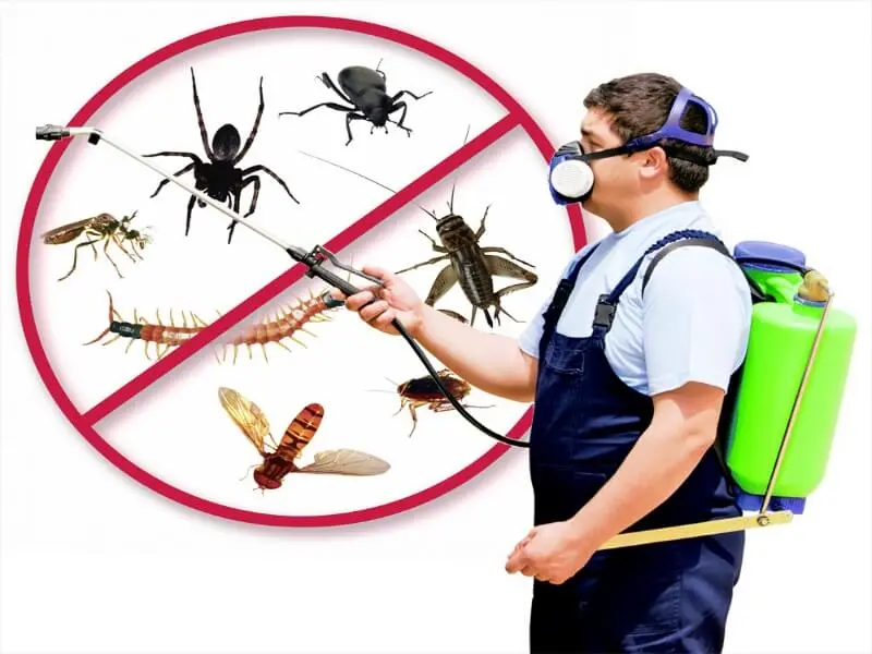 خدمات مكافحة الحشرات بالدمام