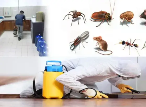 أفضل شركات مكافحة الحشرات