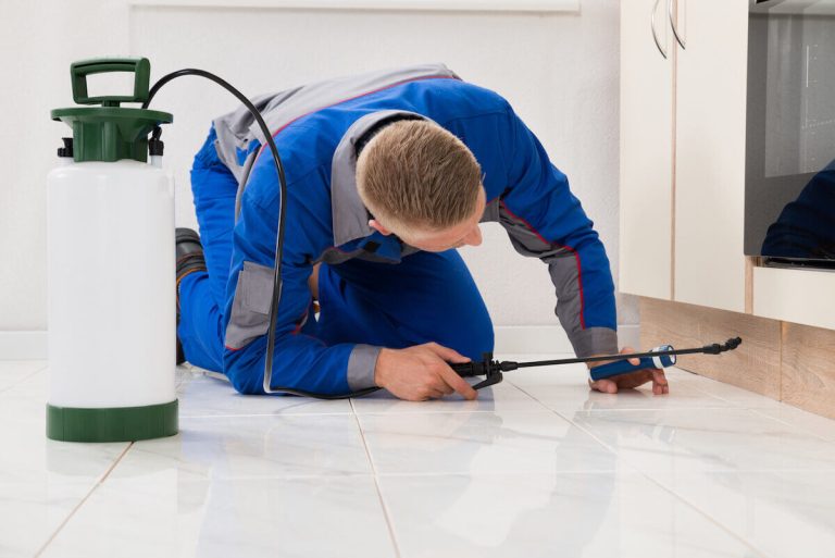 اسعار شركات مكافحة الحشرات