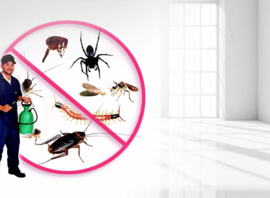 شركات مكافحة الحشرات بالخبر