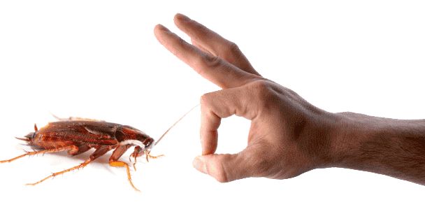ابادة الصراصير بالدمام