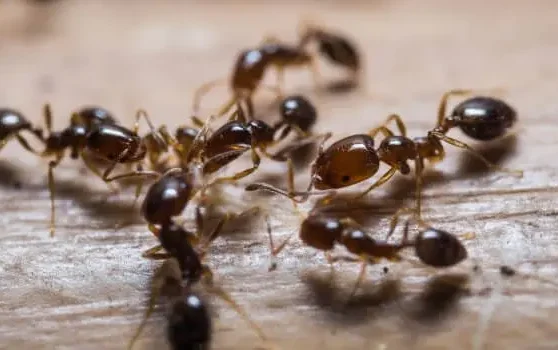 شركة مكافحة النمل الاسود بالدمام
