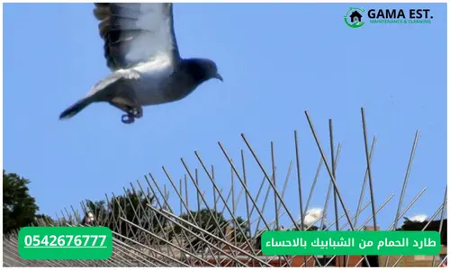 شركة طرد الحمام بالدمام