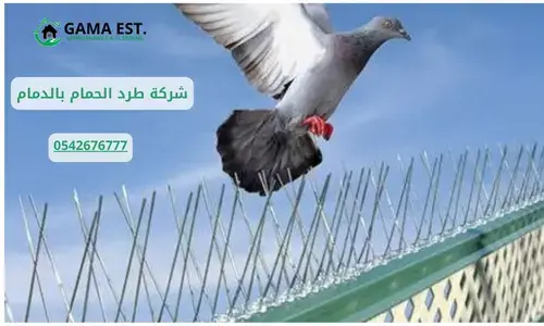 شركة طرد الحمام بالدمام
