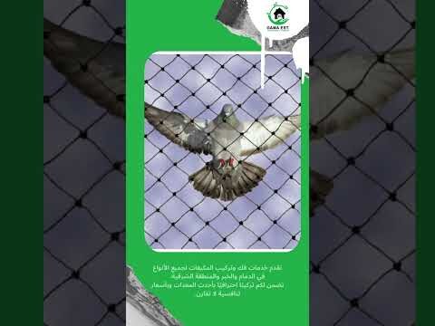 فيديو: تركيب طارد الحمام بالظهران