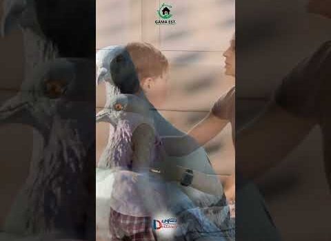 طارد الحمام من الشبابيك طارد الحمام من الشبابيك