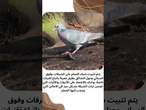 فيديو: تركيب شبك طارد الحمام فيديو: تركيب شبك طارد الحمام