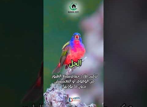فيديو: شركة تركيب طارد الحمام فيديو: شركة تركيب طارد الحمام