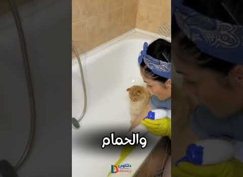 فيديو: شركة تنظيف البيوت بالدمام فيديو: شركة تنظيف البيوت بالدمام