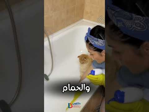 فيديو: شركة تنظيف البيوت بالدمام فيديو: شركة تنظيف البيوت بالدمام