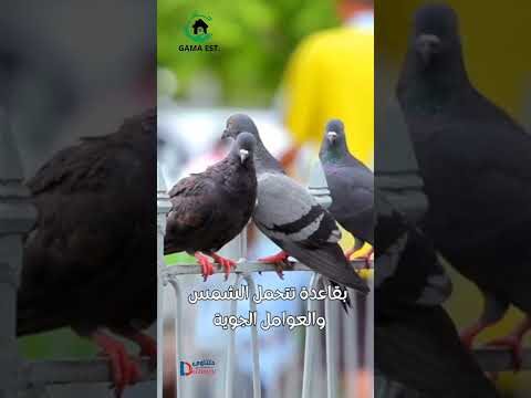 فيديو: شركة تركيب طارد حمام بالدمام فيديو: شركة تركيب طارد حمام بالدمام