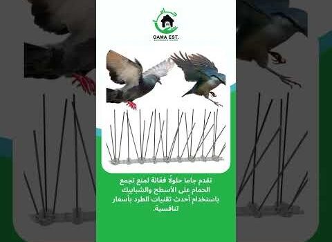 شركة مكافحة الحمام شركة مكافحة الحمام