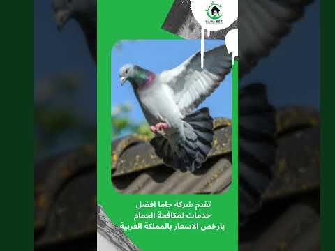 فيديو: جهاز طارد الحمام
