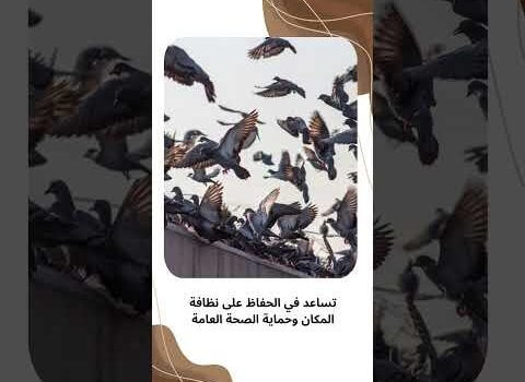 شركة طرد الحمام بالدمام شركة طرد الحمام بالدمام
