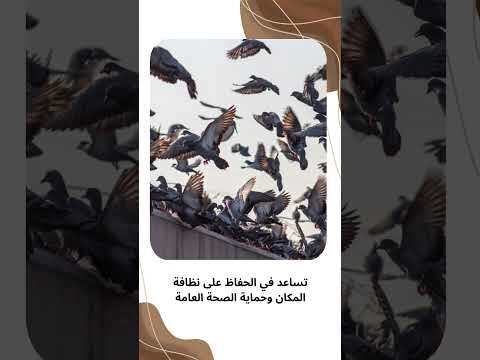 فيديو: شركة طرد الحمام بالدمام